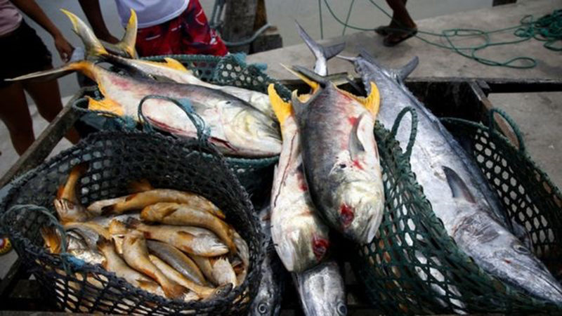 Cidades
do Marajó proíbem consumo de peixe e camarão