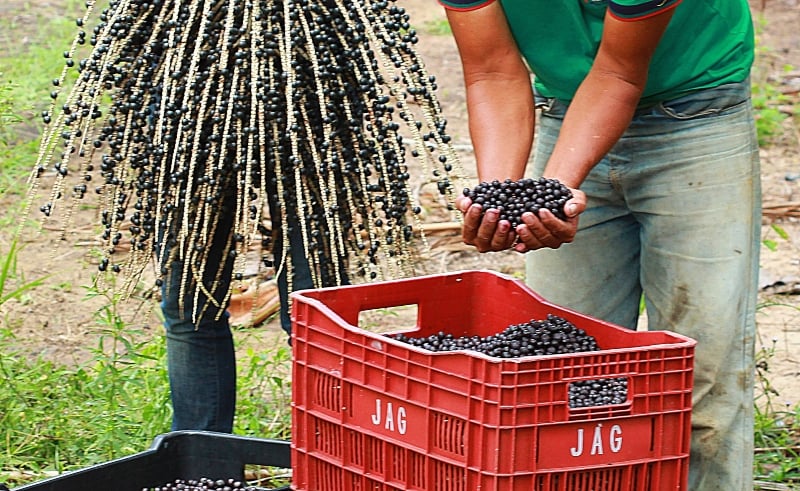 A reunião visou estabelecer diretrizes para a regularização das atividades dos batedores de açaí na região, uma vez que, atualmente, o município não possui nenhum ponto de venda de açaí formalmente regularizado.