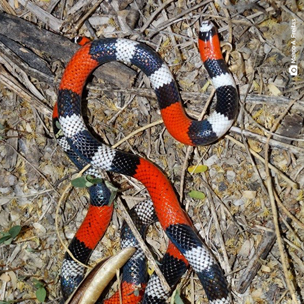 Pesquisadores do Goeldi descobrem novas espécies de cobras corais