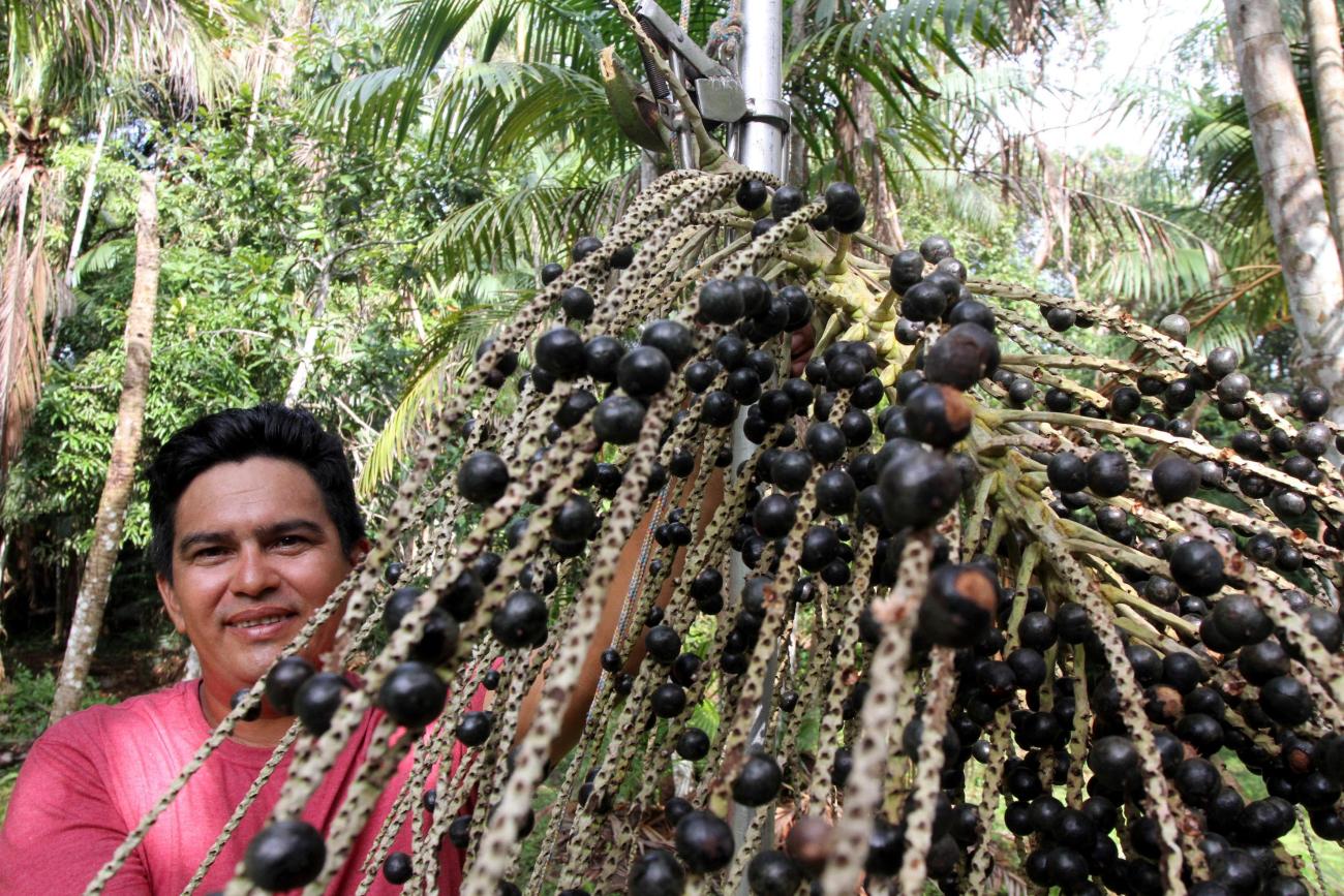 Em muitos lugares,resíduos do açaí ainda são descartados de forma inadequada. Foto: Divulgação
