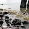 Dia Mundial de Limpeza de Rios e Praias é realizado anualmente em vários países. Em Belém, dois rios serão contemplados. Foto: Mauro Ângelo/ Diário do Pará.