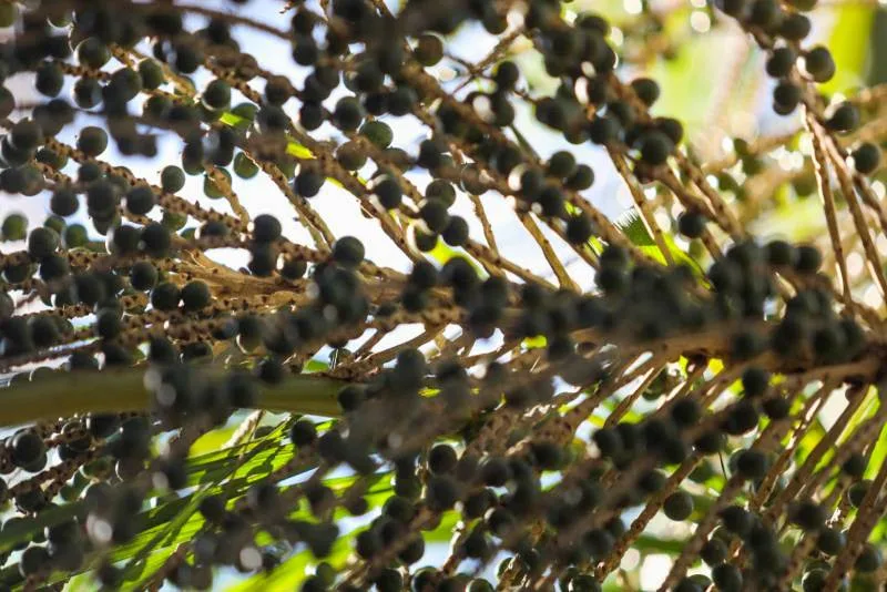 Pará mantém liderança com mais de 90% da produção nacional de açaí