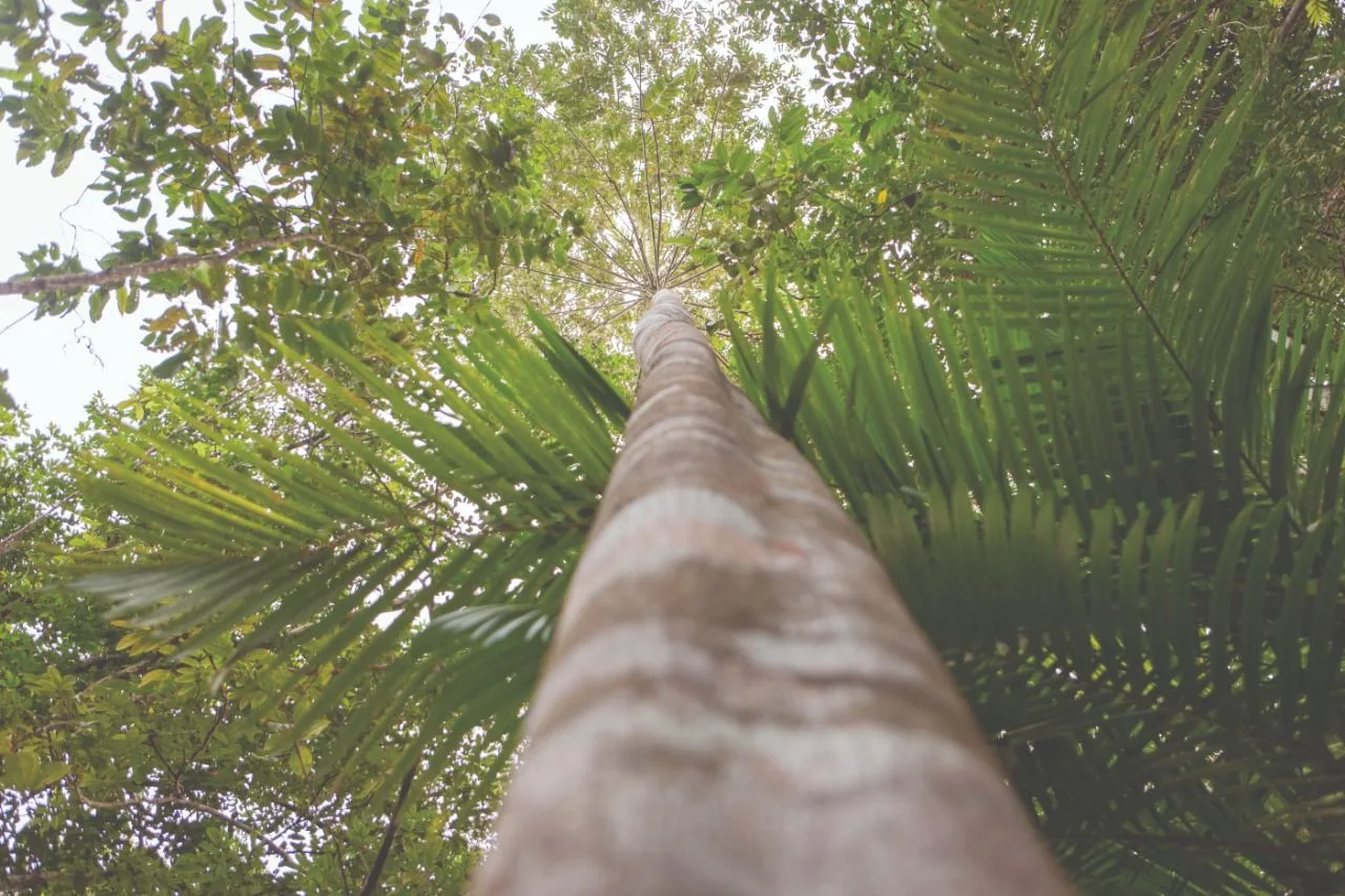 Estudo internacional comprova que modelo de negócios da Natura gera progresso social e conservação na Amazônia