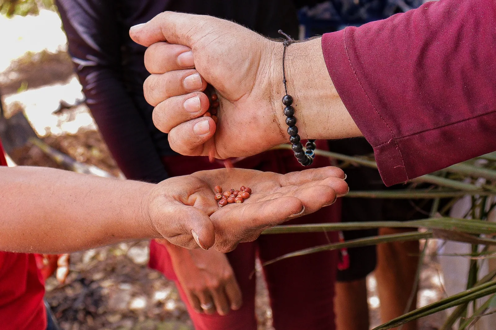 Dia da árvore : Agroextrativistas  promovem a restauração florestal