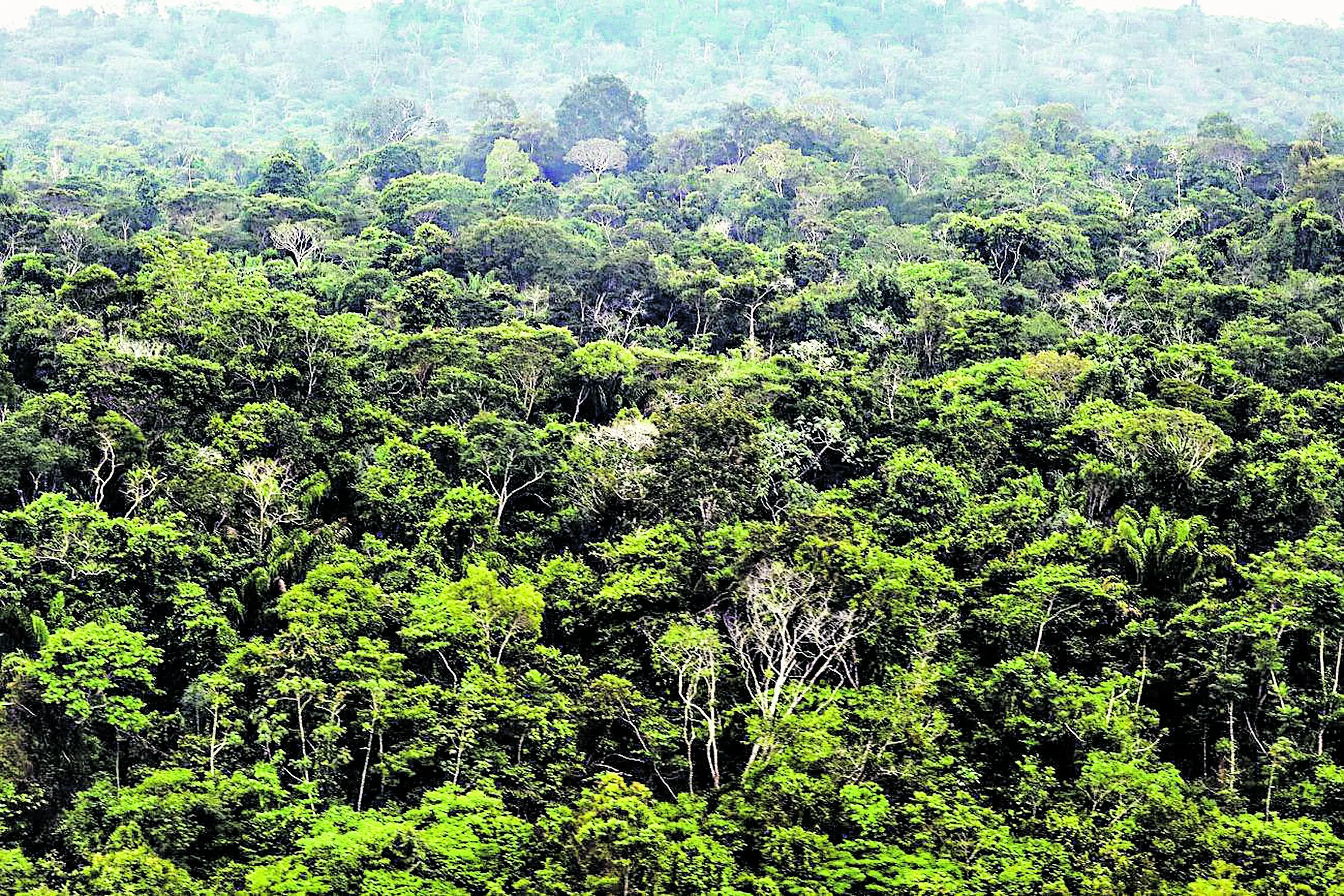 O projeto piloto prevê a recuperação de 10.240 hectares, localizada no interior da Área de Proteção Ambiental (APA) Triunfo do Xingu, que já chegou a registrar a maior taxa de desmatamento do país