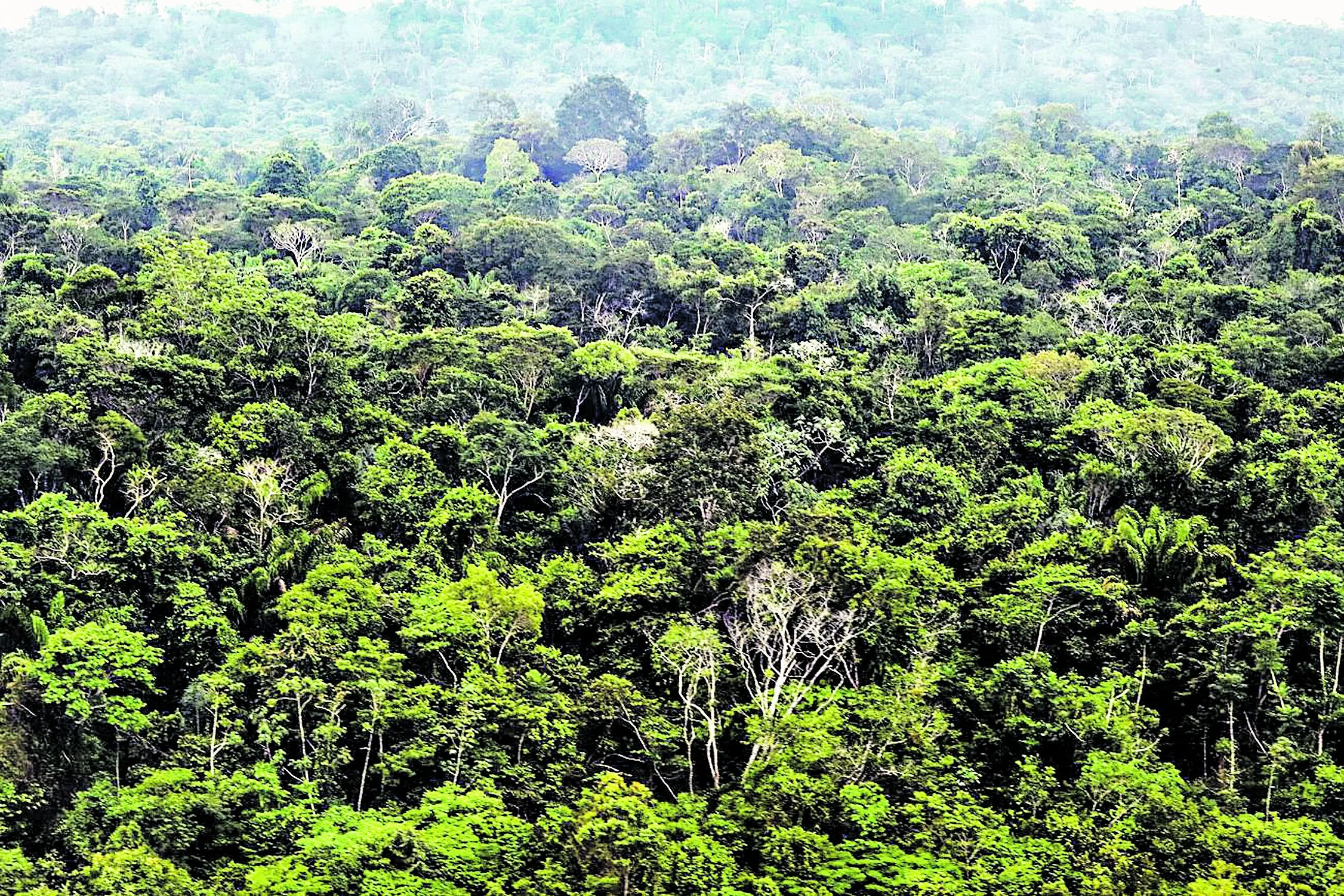 Equipe de cientistas desenvolve um projeto que utiliza técnicas de melhoramento genético e estrutural das plantas com a aplicação de hormônios, acelerando o crescimento e antecipando a floração e frutificação