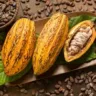 Chocolat Amazônia e Flor Pará reúnem em Belém estrelas nacionais e internacionais do chocolate e das flores