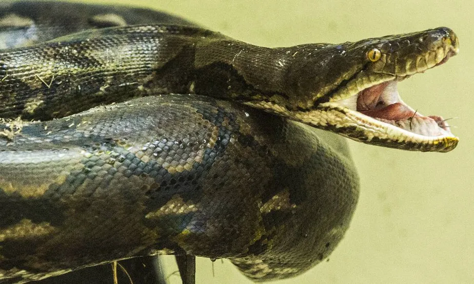 Idosa é salva após ficar duas horas enrolada por cobra de 4 m na Tailândia