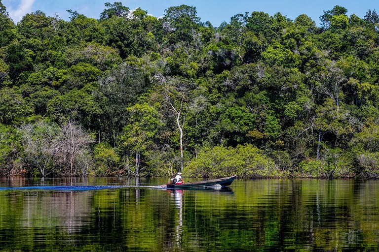 Trecho de floresta às margens do Rio Negro, na Amazônia
Foto: Reprodução/Agência Brasil