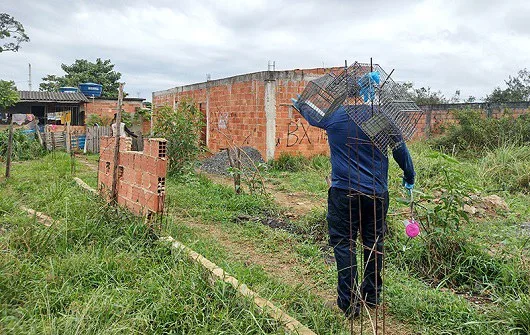 Fiocruz encontra ratos infectados com meningite transmitida por caramujo