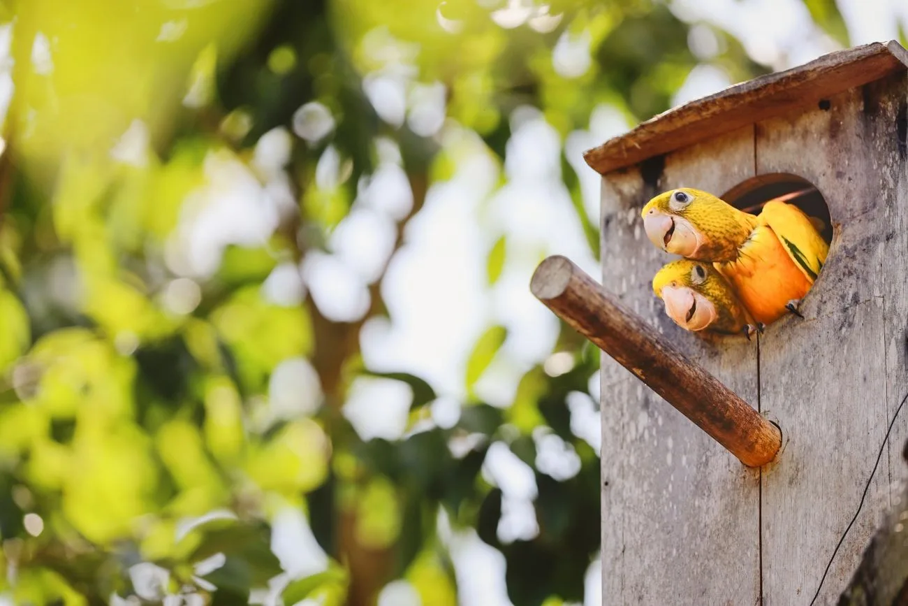 Filhotes já estão com dois meses, e começam a observar o comportamento das aves adultas para conquistarem os céus da cidade
