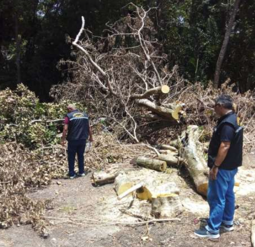 Promotoria de Justiça solicita instauração de inquérito policial para apurar desmatamento em área de preservação ambiental no distrito de Mosqueiro
