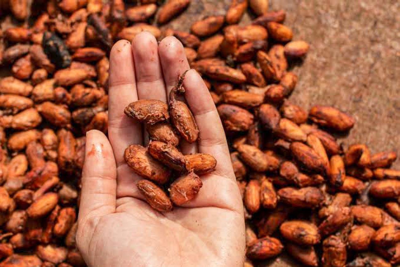 Missão coordenada pela Sedap vai apresentar nos dois eventos a qualidade das culturas agrícolas e da gastronomia produzidas a Amazônia
