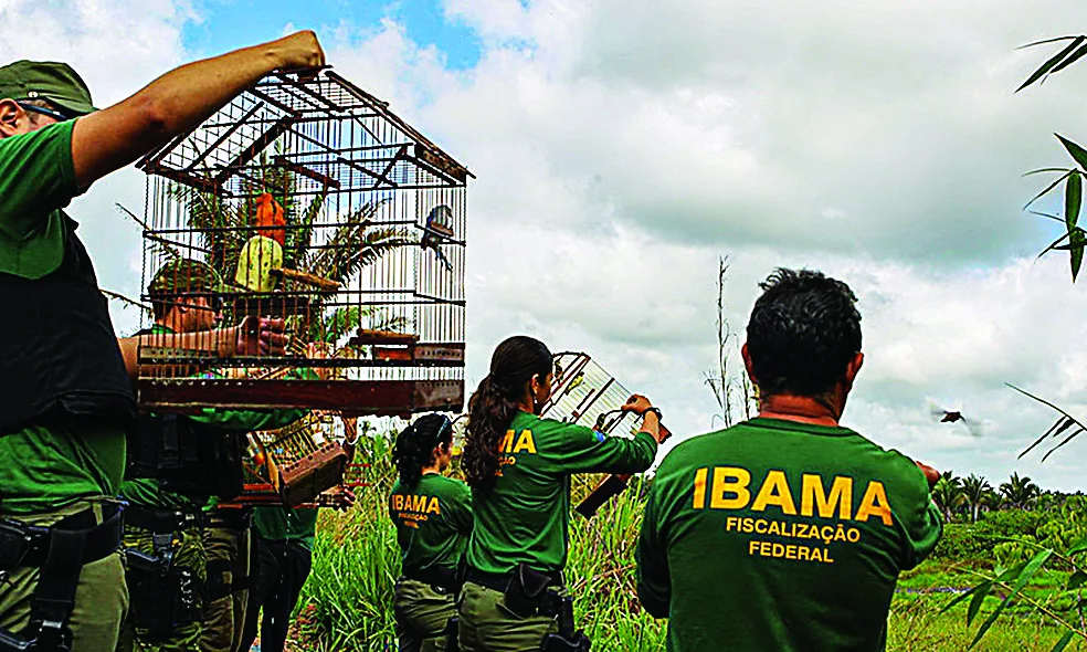 Foto: Divulgação/Ibama