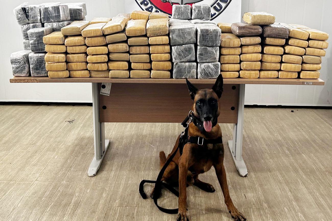Com uso do cão farejador 