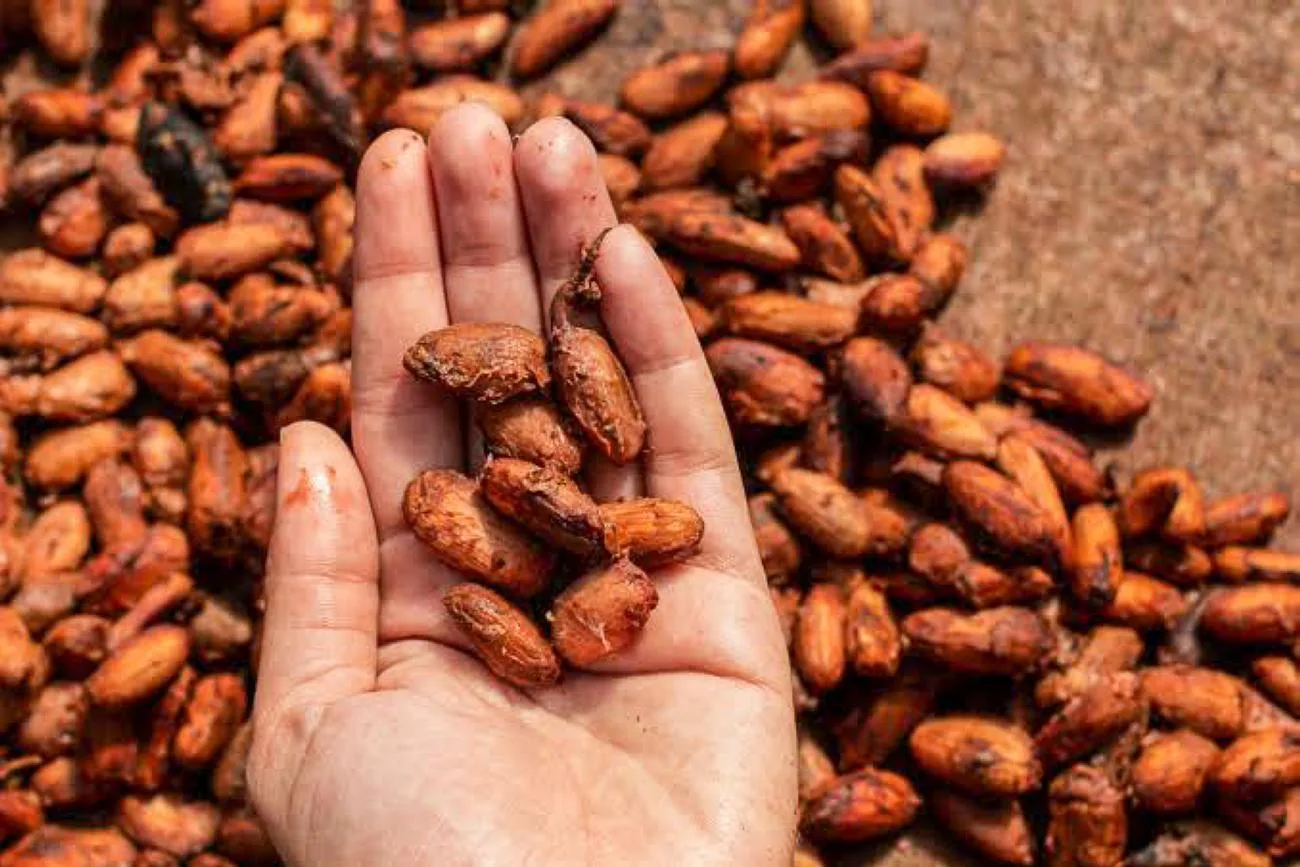 Missão coordenada pela Sedap vai apresentar nos dois eventos a qualidade das culturas agrícolas e da gastronomia produzidas a Amazônia