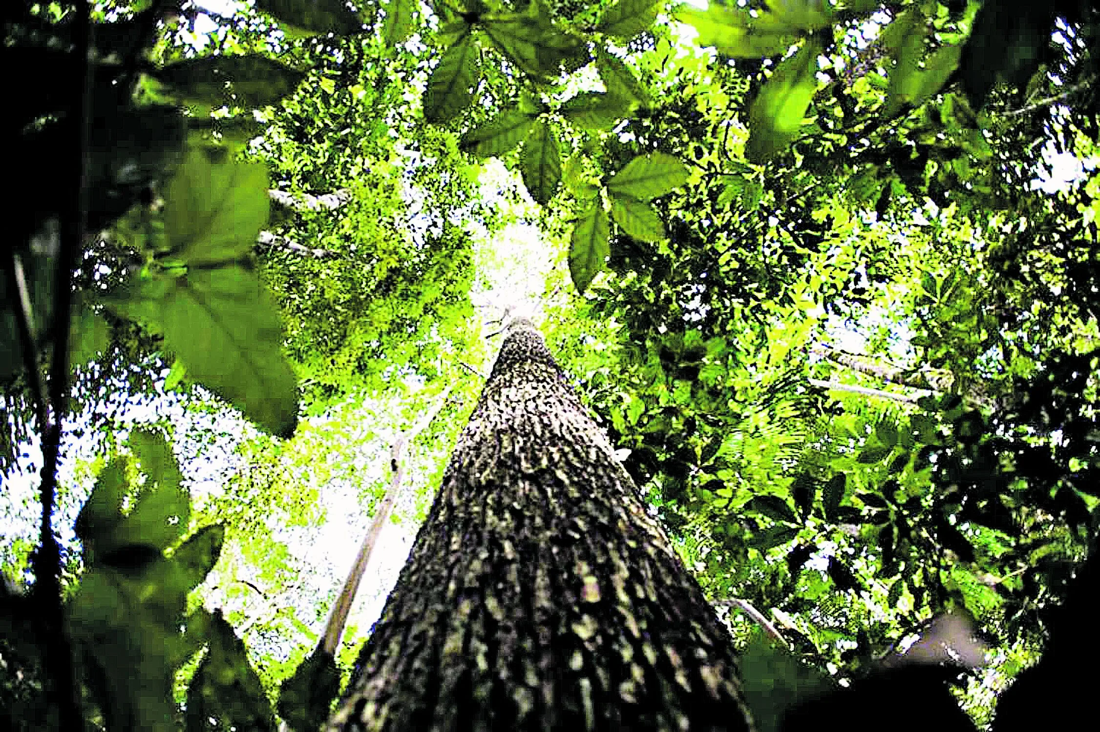 Os temas do documento tratam da garantia da conservação das florestas, solos e oceanos e regeneração do conjunto de vida na terra. Foto: Marcelo Camargo / Agência Brasil