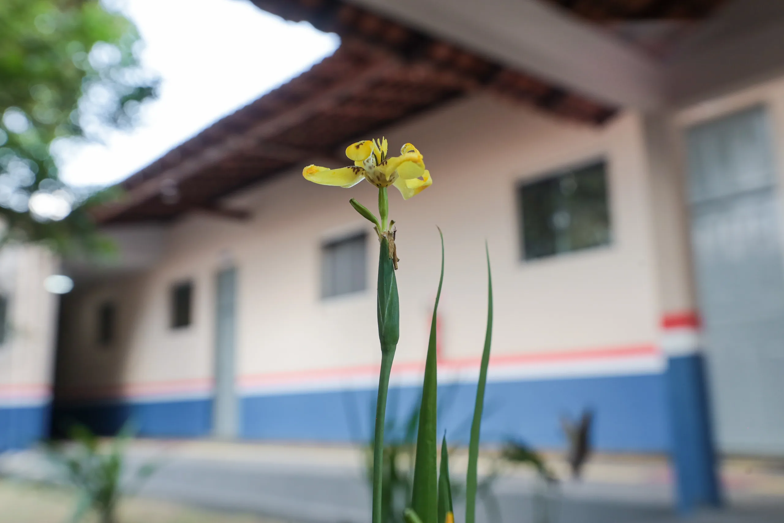 Estudo realizado pelo MapBiomas, a partir de perguntas do Alana, analisou 20.635 escolas de Educação Infantil e Ensino Fundamental, em todas as capitais