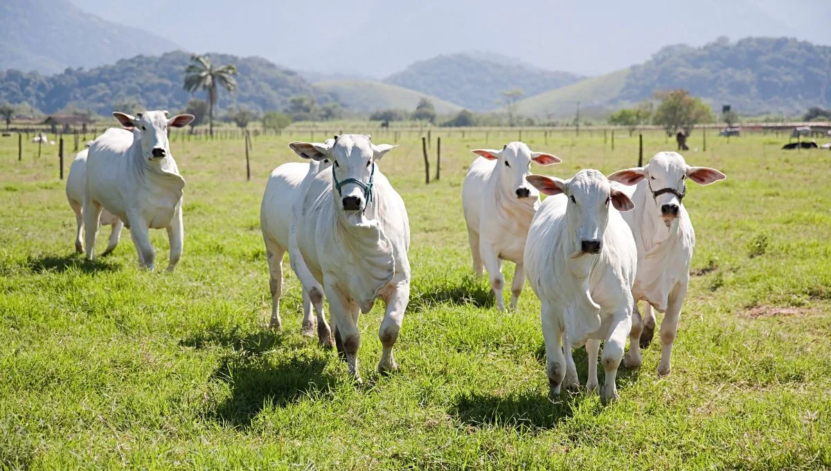 Falsificações podem ter permitido que gado criado ilegalmente em terra indígena fosse considerado de origem legal