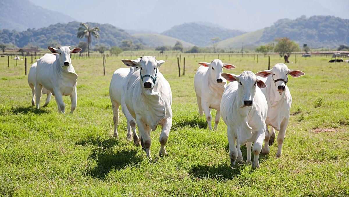 Falsificações podem ter permitido que gado criado ilegalmente em terra indígena fosse considerado de origem legal