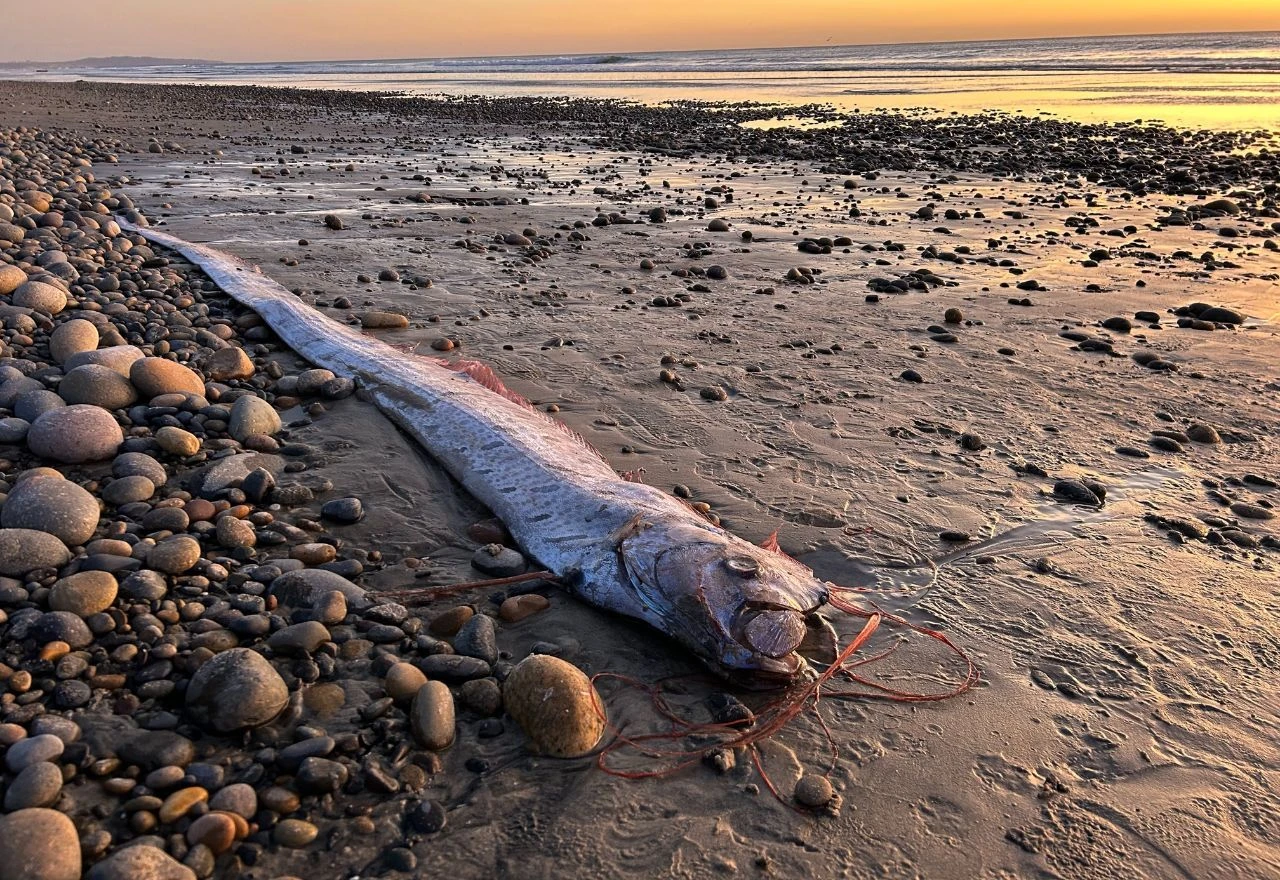 Um peixe-remo, uma espécie que habita águas profundas, foi encontrado pela segunda vez este ano em uma praia na costa da Califórnia, nos Estados Unidos.