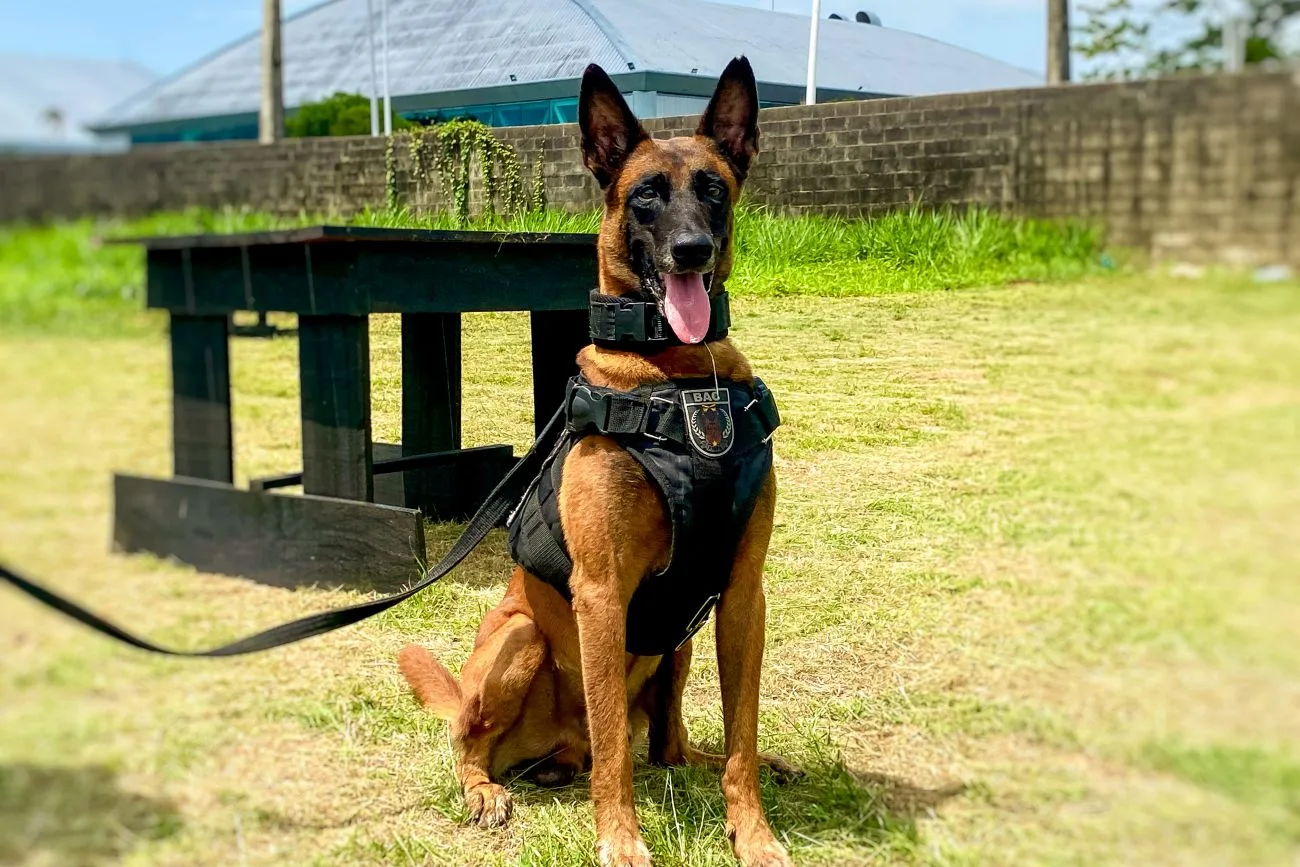 Cachorro faz parte dos animais tratados e adestrados pelo Batalhão de Ações com Cães da Polícia Militar do Pará. Fotos: Tamires/Rescinho/Ascom Segup