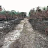 Belém Pará Brasil Cidades. Comunidades de mosqueiro sofrem com incêndios e perdem plantações inteiras.  
Foto: Wagner Almeida / Diário do Pará.