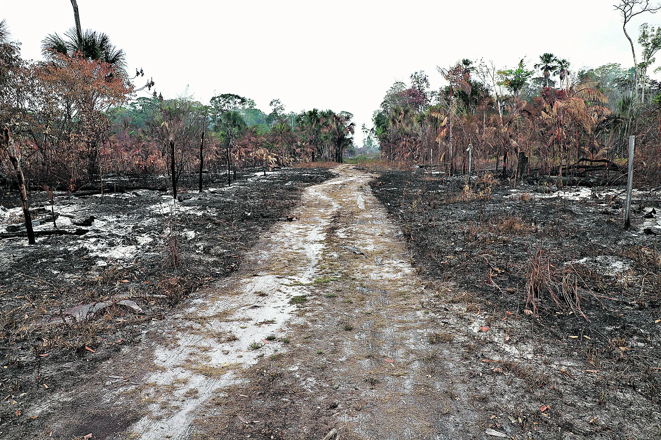 Belém Pará Brasil Cidades. Comunidades de mosqueiro sofrem com incêndios e perdem plantações inteiras.  
Foto: Wagner Almeida / Diário do Pará.