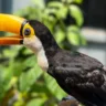 Com uma postura altiva e um grande bico de cor vibrante, o mais novo morador do Mangal das Garças chegou para abrilhantar ainda mais o plantel de aves do Parque.