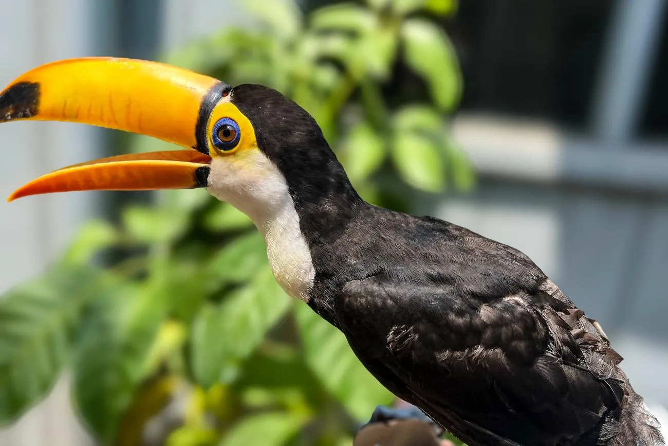 Com uma postura altiva e um grande bico de cor vibrante, o mais novo morador do Mangal das Garças chegou para abrilhantar ainda mais o plantel de aves do Parque.