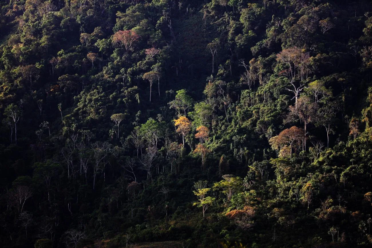 Instituto Nacional de Pesquisas Espaciais (Inpe) aponta redução de 28,4% no desmatamento em área devastada, neste ano de 2024