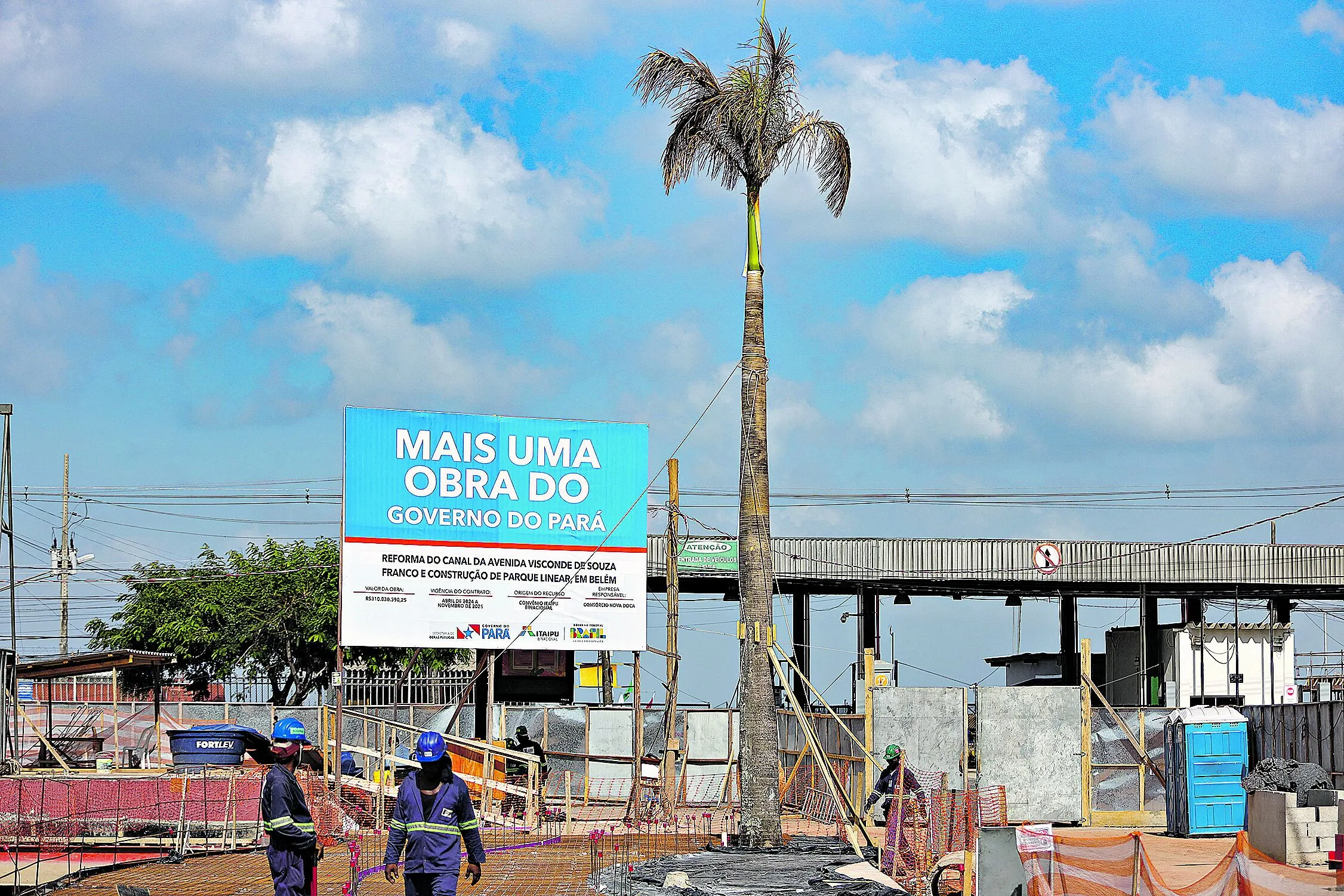 As plantas são avaliadas e é feita uma poda para facilitar o transporte. Adaptação acontece em até 100 dias