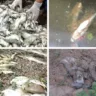 A companhia foi responsabilizada pela morte de 24 toneladas de peixes no entorno da Usina Hidrelétrica de Belo Monte, no Pará, entre 2015 e 2018.