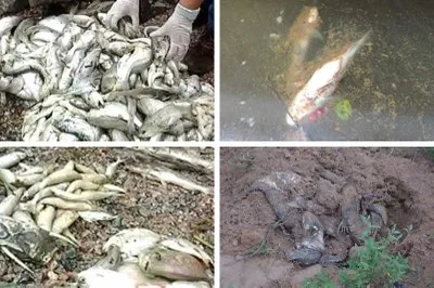 A companhia foi responsabilizada pela morte de 24 toneladas de peixes no entorno da Usina Hidrelétrica de Belo Monte, no Pará, entre 2015 e 2018.