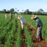 Iniciativas envolvem a doação financeira ou criação de linhas de crédito para a recuperação de solos e pastagens FOTO: DIVULGAÇÃO