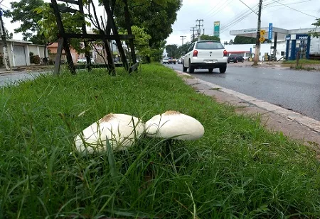 A espécie de cogumelo foco da pesquisa é encontrada facilmente em várias regiões de Santarém.