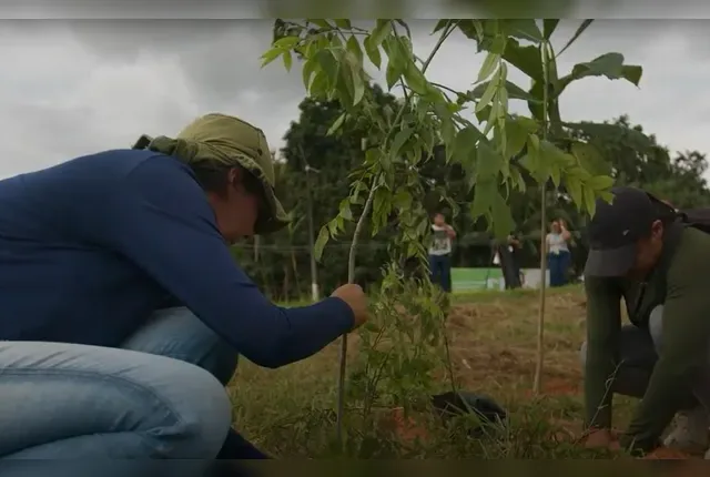 Projeto de reflorestamento no Médio Xingu tem como meta plantar 5,5 milhões de mudas nativas até 2045, avançando de 2,4 mil para 7,6 mil hectares.