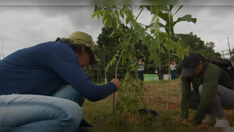 Projeto de reflorestamento no Médio Xingu tem como meta plantar 5,5 milhões de mudas nativas até 2045, avançando de 2,4 mil para 7,6 mil hectares.