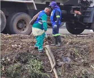 Uma cobra foi encontrada por um agente de limpeza