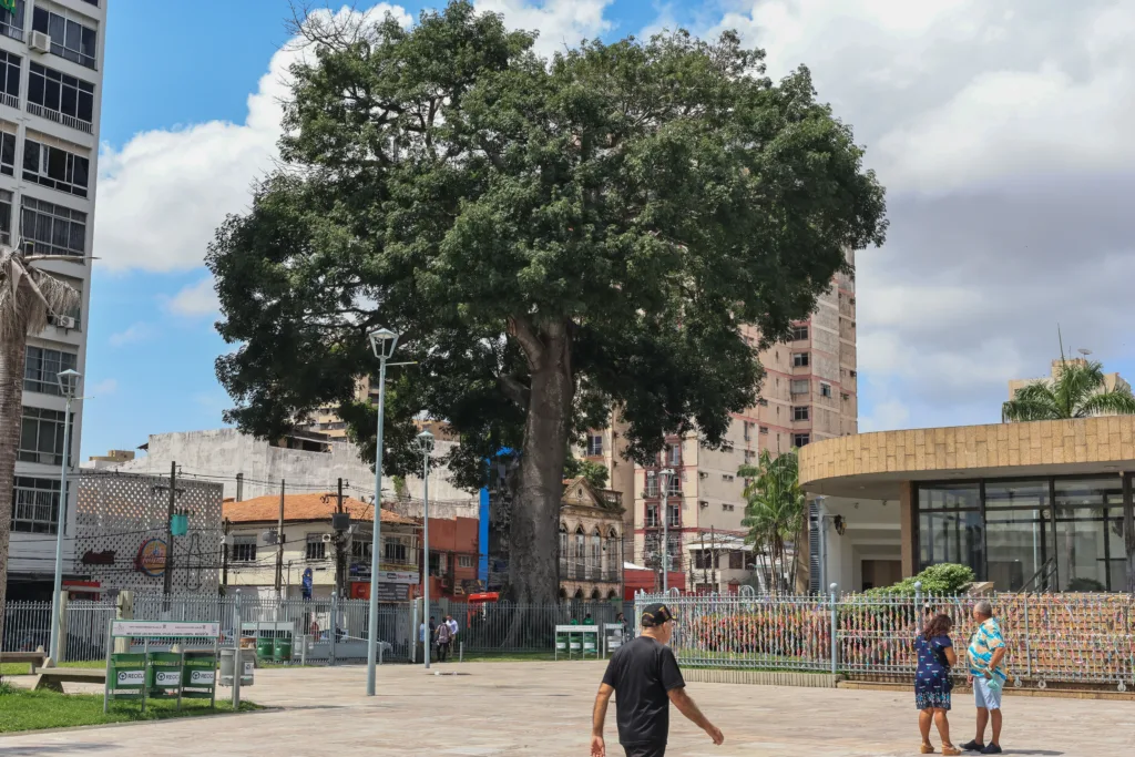 De acordo com o relatório elaborado pela Semma, a samaumeira da Praça Santuário está saudável e não apresenta risco para a população ou para o meio ambiente. De acordo com o relatório elaborado pela Semma, a samaumeira da Praça Santuário está saudável e não apresenta risco para a população ou para o meio ambiente.