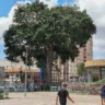 De acordo com o relatório elaborado pela Semma, a samaumeira da Praça Santuário está saudável e não apresenta risco para a população ou para o meio ambiente.