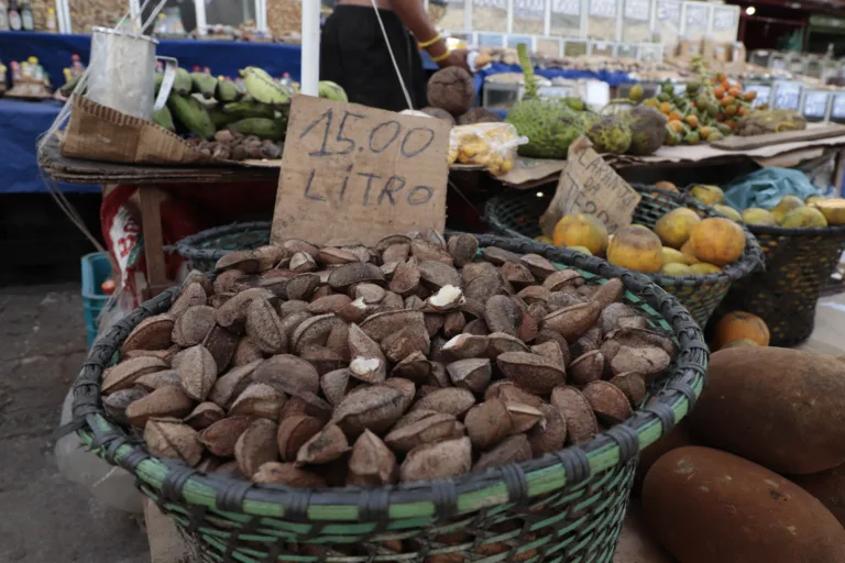 Hoje, a produção da castanha-do-pará se concentra em três países da Amazônia: Bolívia, Brasil e Peru. Em 2023, o Brasil produziu 35.351 toneladas do produto