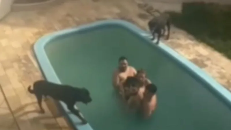 Após alugar casa, uma família foi surpreendida por rottweilers e a cena viralizou nas redes sociais