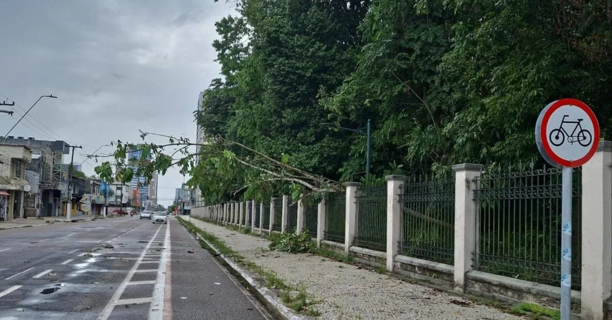 Chuvas afetam bosque em Belém. Saiba como uma árvore caiu no bosque Rodrigues Alves após breve, porém intensa chuva.