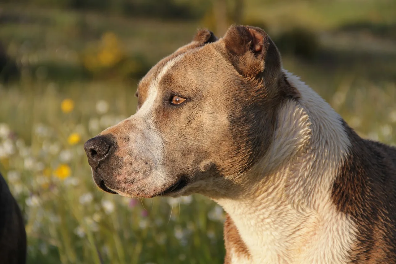 Segundo informações divulgadas pela Polícia Civil neste sábado (25/01), o caso envolve um ataque fatal de um pitbull, o cachorro da vítima, que morava com ele e sua esposa há nove anos.