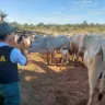 Operação Abigeatus: Polícia Federal deflagra segunda fase contra roubo de gado da Terra Indígena. Saiba mais!