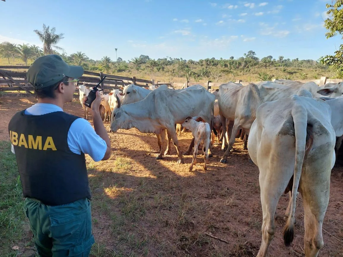 Operação Abigeatus: Polícia Federal deflagra segunda fase contra roubo de gado da Terra Indígena. Saiba mais!