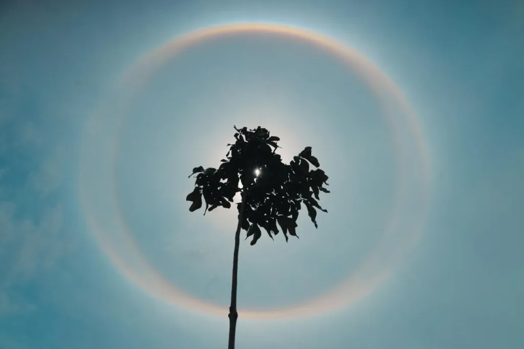 Somente no Parque da Cidade, centro da conferência mundial, a previsão é de que 2,5 mil espécies sejam plantadas na primeira fase da obra, de samaumeira a açaizeiro

