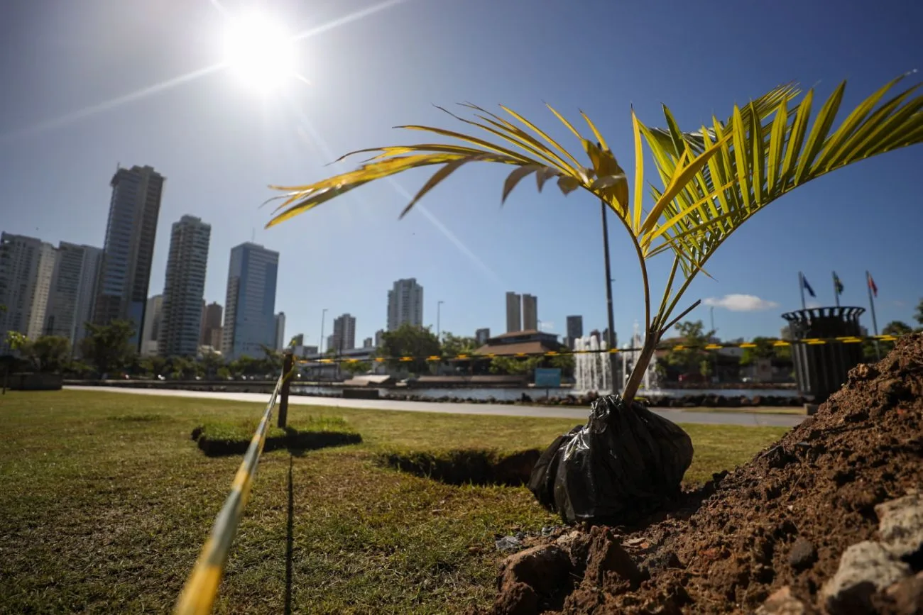 Somente no Parque da Cidade, centro da conferência mundial, a previsão é de que 2,5 mil espécies sejam plantadas na primeira fase da obra, de samaumeira a açaizeiro