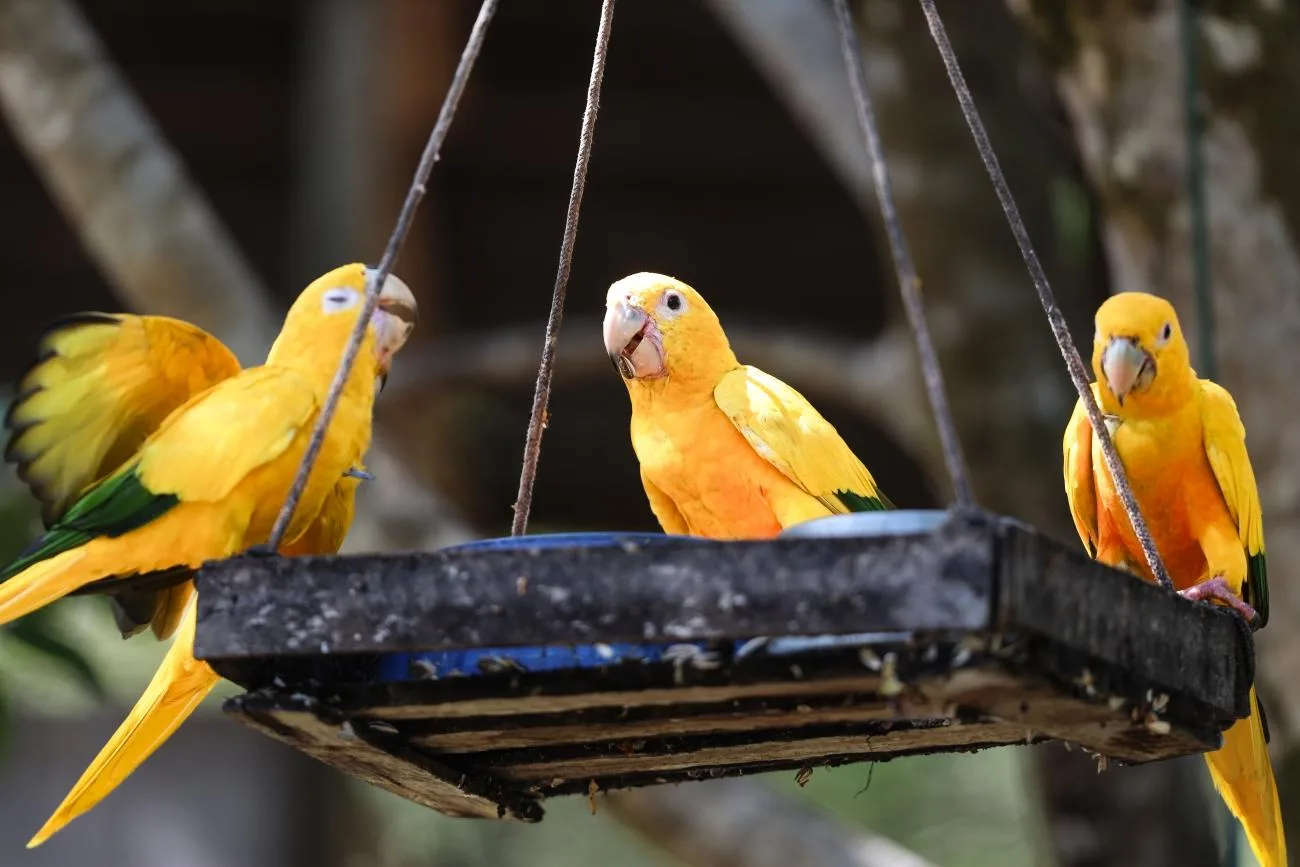 Saiba mais sobre a ararajuba, ave em recuperação no Pará e sua reintrodução após ser considerada extinta na década de 1950.